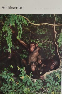 Chimpancés en River Gambia National Park, cartel original exposición en Smithsonian Institute, 84x53 26 (3)