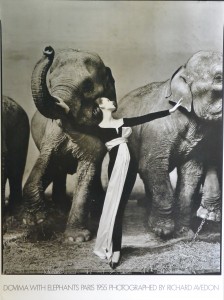 Avedon Richard, Dovima and the elephants, 94x69 cms. 200 (1)