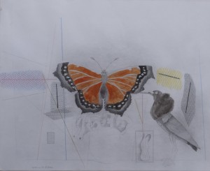Castillo Jorge, mariposa, técnica mixta papel, firmado 1981 N. York, papel 35x43 cms. y marco 62x71 cms. 1100 (1)