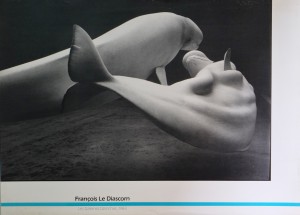 Diascom François, Les Baleienes Blanches, 48x67 cms. 18 (1)