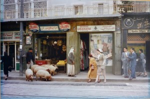 Abercrombie Thomas J. , A shepherd leading his charges, Beirut 1957, fotografía, edición limitada National Geographic, 46x69 cms. 40 (4)