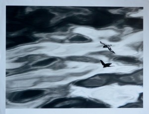 Gilardini Daisy, ave y sombra, expedición a la Antartida, fotografía edición limitada National Geographic, 50x65 cms. 30 (1)