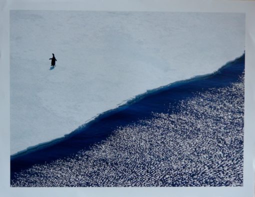 National Geographic - "Lonely Penguin" fotografía, edición limitada