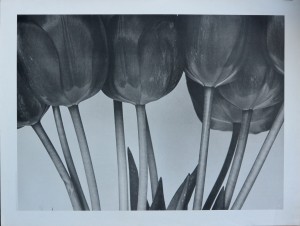 Ibeling Michel, Tulips, cartel fotografía, 67x89 cms. 30 (10)