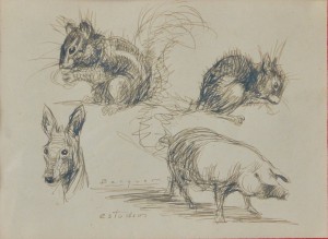 Becquer Carlos, apuntes de animales, ardilla, cerdo.., dibujo tinta papel, enmarcado, dibujo 14x19 cms. y marco 28x33 cms 220 (3)