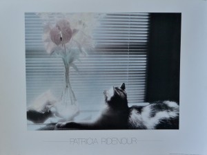 Ridenour Patricia, Cat and flowers, cartel, 58x73 cms (2)
