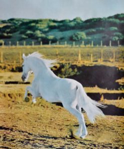 España - "Cadiz, Caballo blanco" cartel promoción turística