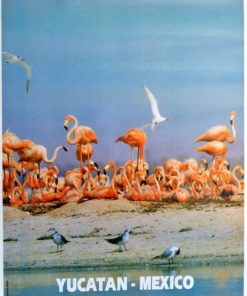 Yucatán México - "Flamencos" cartel promoción turística