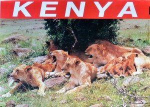 Kenya, familia de leones, cartel promoción turística, 50x70 cms (1)