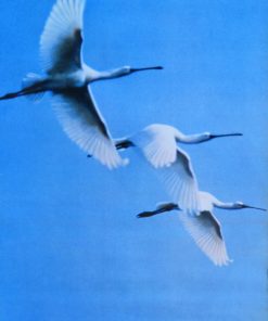 España - "Venez en Espagne" cartel promoción turística