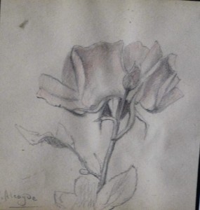 Alcayde Julia, estudio de planta, dibujo lápiz papel, enmarcado, dibujo 13x12,50 y marco 27x25 cms. 100 (2)
