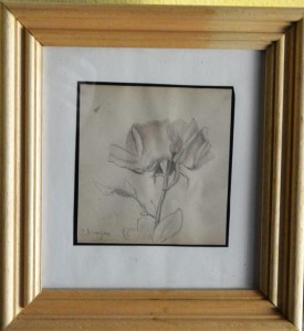 Alcayde Julia, estudio de planta, dibujo lápiz papel, enmarcado, dibujo 13x12,50 y marco 27x25 cms. 100 (3)