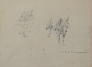 Becquer Carlos, Estudios de zorros, dibujo lapia papel, enmarcado, dibujo 25x35 cms. y marco 43x53 cms. 30 (8)