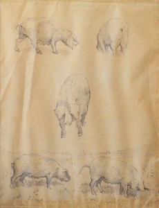 Jimenez Francisco, Estudios de cerdos, dibujo lápiz papel, enmarcado, dibujo 26x20 cms. y marco 39x33 cms. 190 (4)