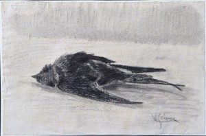 Seiquer Alejandro, Pájaro muerto, dibujo carboncillo papel, enmarcado, dibujo 16x24 cms. y marco 33x42 cms.  (3)