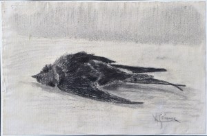 Seiquer Alejandro, Pájaro muerto, dibujo carboncillo papel, enmarcado, dibujo 16x24 cms. y marco 33x42 cms. (3)