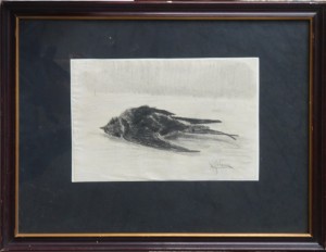 Seiquer Alejandro, Pájaro muerto, dibujo carboncillo papel, enmarcado, dibujo 16x24 cms. y marco 33x42 cms. (6)