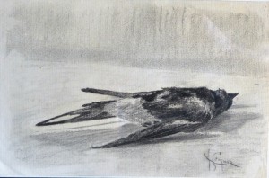 Seiquer Alejandro, pájaro muerto, dibujo carboncillo papel, enmarcado, dibujo 15,50x23,50 y marco 33x42,50 cms. 190 (2)