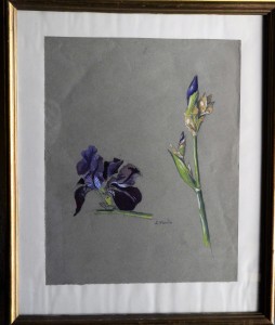 Varela Eulogio, Estudios de plantas, gouasche y carboncillo papel, enmarcado, dibujo 37x29 cms. y marco 59x41 cms.  (10)
