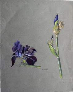Varela Eulogio, Estudios de plantas, gouasche y carboncillo papel, enmarcado, dibujo 37x29 cms. y marco 59x41 cms.  (6)