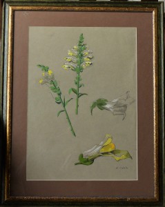 Varela Eulogio, Estudios de plantas, gouasche y carboncillo papel, enmarcado, dibujo 42x30 cms. y marco 57x45 cms.  (2)
