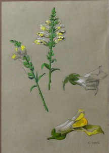 Varela Eulogio, Estudios de plantas, gouasche y carboncillo papel, enmarcado, dibujo 42x30 cms. y marco 57x45 cms.  (5)