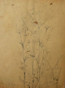 Alcayde Julia, Estudio de plantas, dibujo lápiz papel, enmarcado, dibujo 18,50x13,50 cms. y marco 24x19,50 cms.  (2)