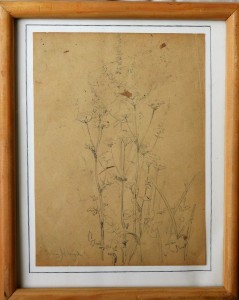 Alcayde Julia, Estudio de plantas, dibujo lápiz papel, enmarcado, dibujo 18,50x13,50 cms. y marco 24x19,50 cms.  (4)