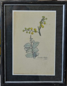 Sager Xavier, Estudio de plantas, dibujo lápiz y acuarela papel, enmarcado, dibujo 25x17 cms. y marco 35x27 cms. 300 (1)