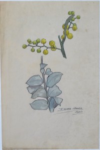 Sager Xavier, Estudio de plantas, dibujo lápiz y acuarela papel, enmarcado, dibujo 25x17 cms. y marco 35x27 cms. 300 (6)