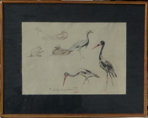 becquer-carlos-apuntes-de-aves-dibujo-lapiz-papel-enmarcado-dibujo-34x28-cms-y-marco-48x42-cms-2