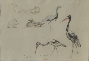 becquer-carlos-apuntes-de-aves-dibujo-lapiz-papel-enmarcado-dibujo-34x28-cms-y-marco-48x42-cms-4