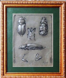 Varela Eulogio, Estudios de insectos, dibujo carboncillo y clarión cartulina, dibujo 31x24 cms. y marco 45x38 cms. (1)