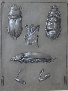 Varela Eulogio, Estudios de insectos, dibujo carboncillo y clarión cartulina, dibujo 31x24 cms. y marco 45x38 cms. (3)