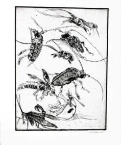 Bonifacio - "Insectos # 11" grabado aguafuerte