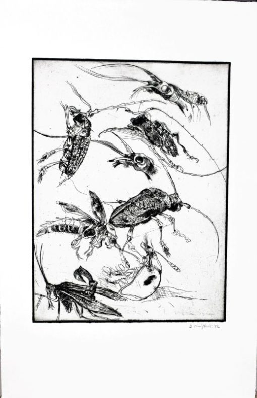 Bonifacio - "Insectos # 11" grabado aguafuerte