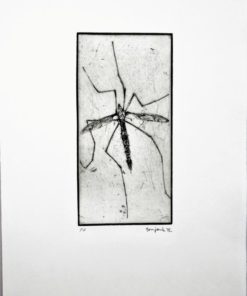 Bonifacio - "Insectos # 15" grabado aguafuerte