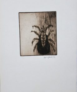 Bonifacio - "Insectos # 31" grabado aguafuerte