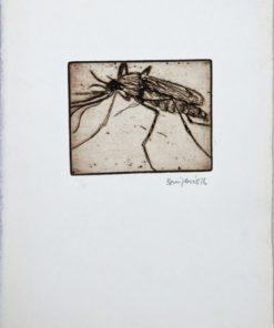 Bonifacio - "Insectos # 34" grabado aguafuerte