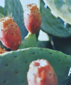 Almeria - "Almeria Natural" cartel promoción turística