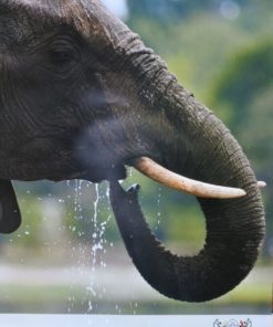 Botswana - "Elefante" cartel promoción turística