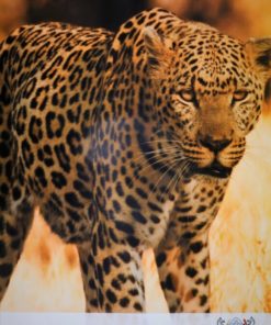 Botswana - "Leopardo" cartel promoción turística
