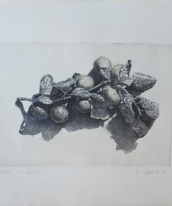 Adolfo Sarabia - "Bodegón de frutas" grabado aguafuerte